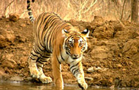 sarika-img sarika-img