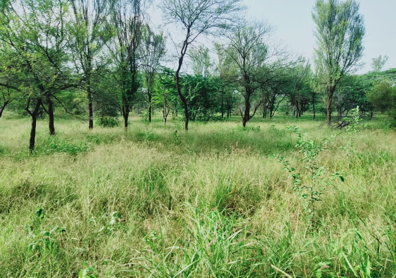 CA-NFL Plantation at Rajpura 6.86 Ha (Year 2021-22) : Bhilwara Forest DivisionPicture%201.jpg