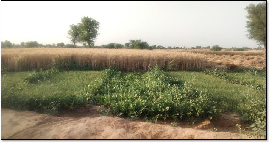 Voluntary Village Relocation Works in Tizara, Alwar (Year 2021-22)Picture%2012.png