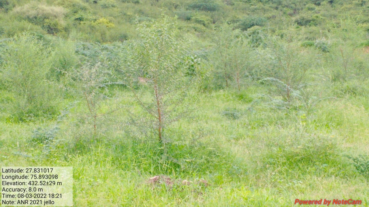 ANR Plantation at Jello in Sikar Division (Year 2021-22)Picture%203.jpg