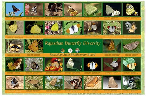 Rajasthan Butterfly Diversity